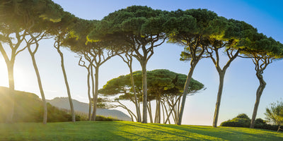 6 Uses of Pycnogenol® – A Supplement That Supports Skin Health & More*