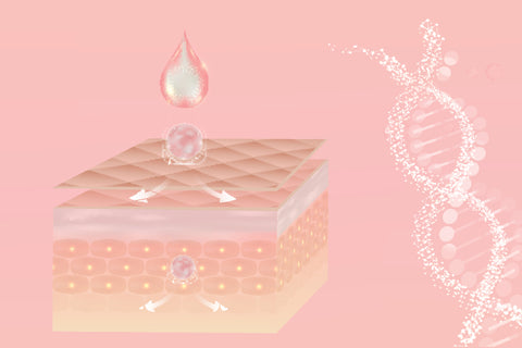 illustration of skin cell 