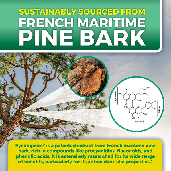 Pycnogenol